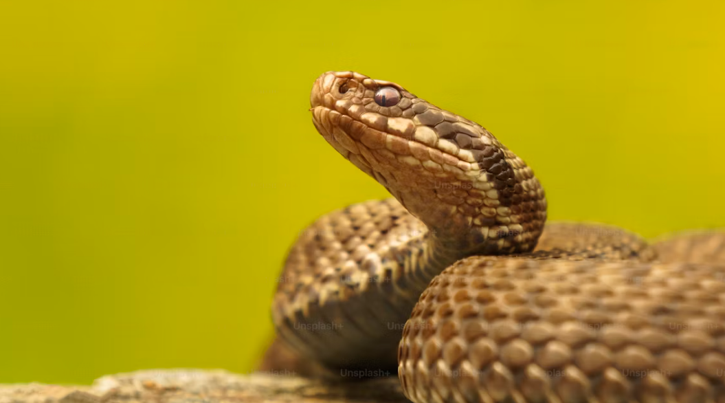Waspada! Ini 6 Tanda Ular Baru Saja Melintas di Halaman Rumah Anda